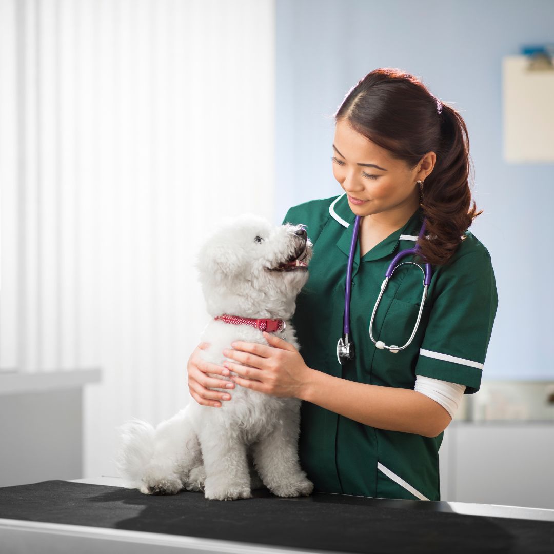 A dog is sitting on examination table looking at a vet