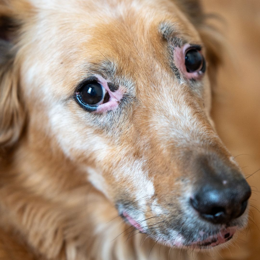 A dog with a allergic reaction