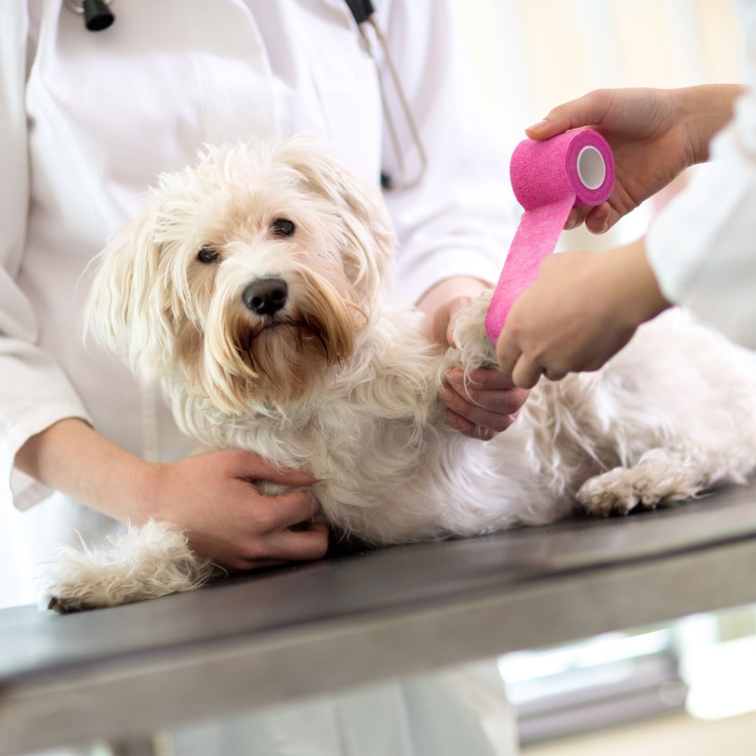 Maltese dog with a broken paw at the vet