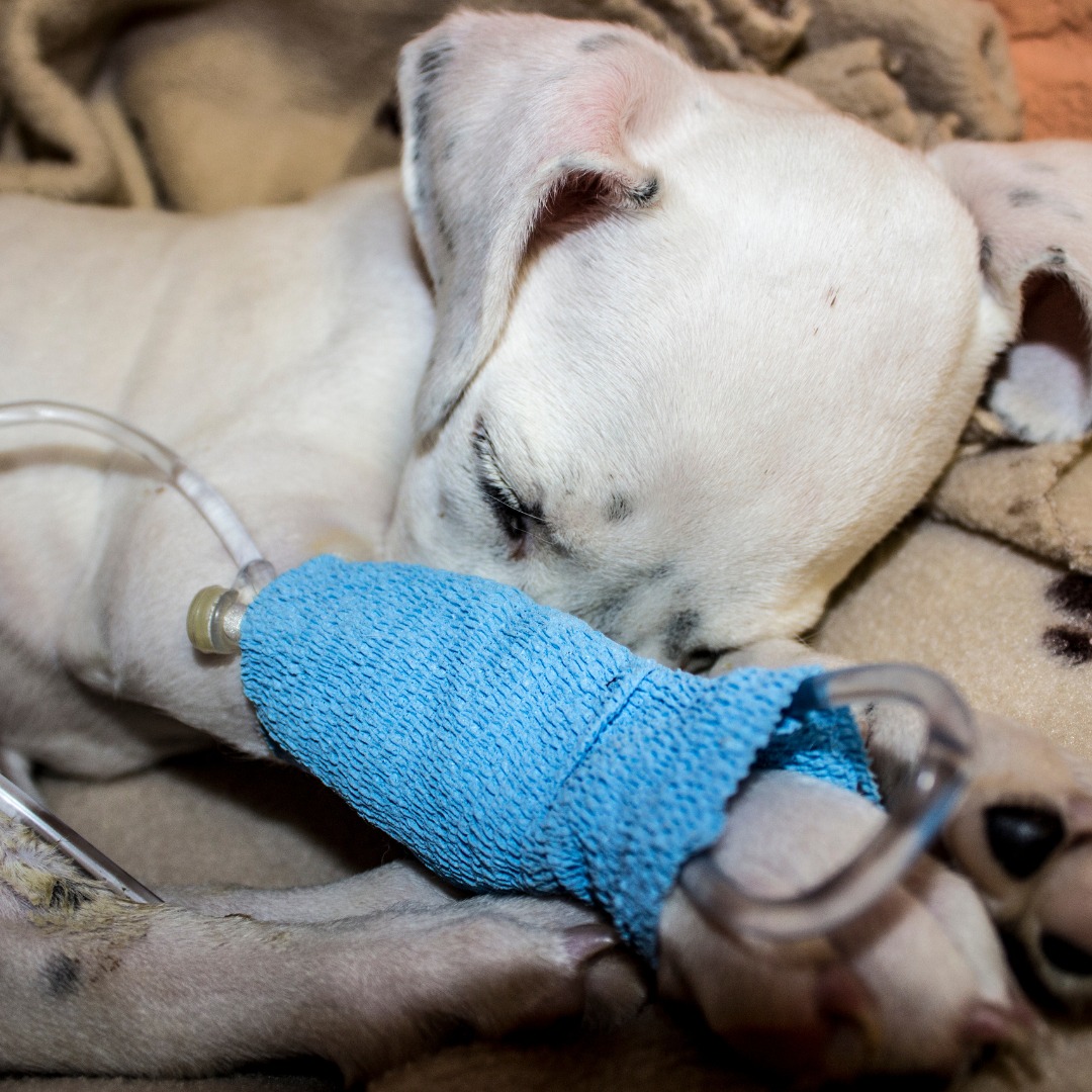 Sleeping puppy receiving IV fluids treatment