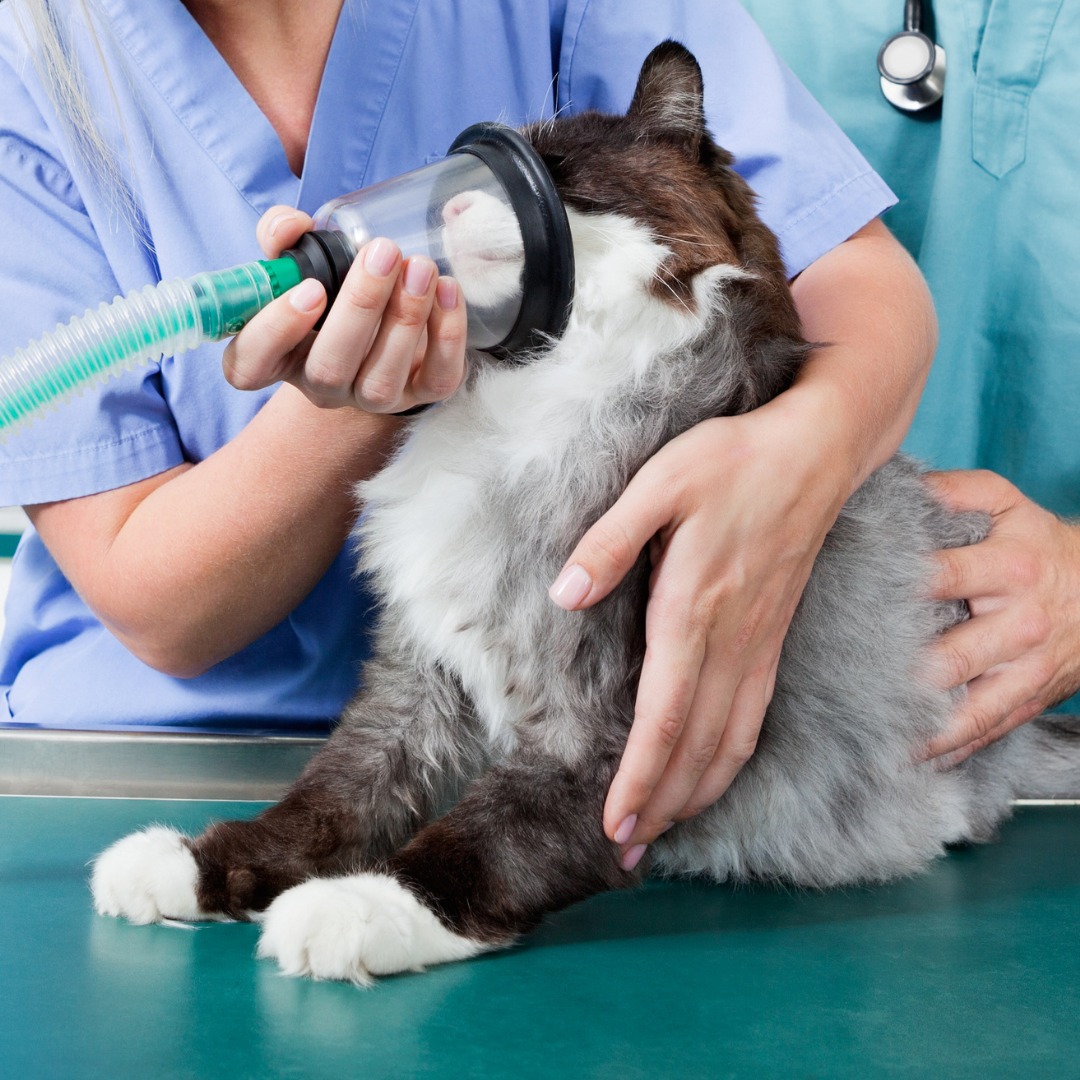 A veterinarian using an oxygen mask on a cat