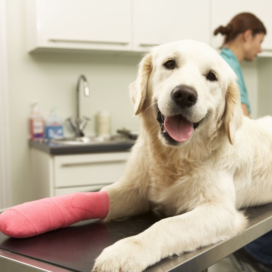 Golden retriever with pink bandaged paw
