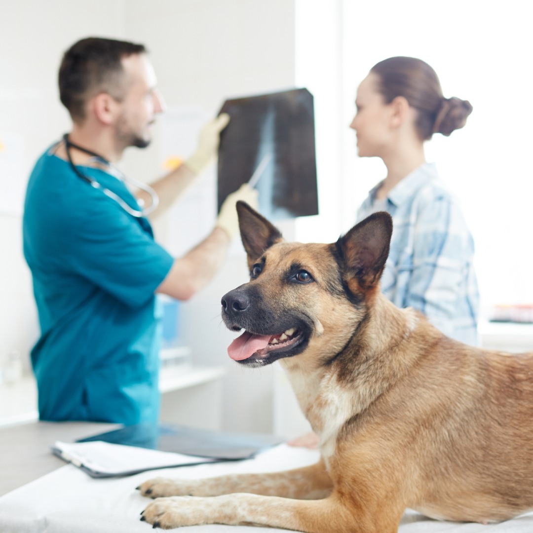 Dog on table while man and woman check X-ray