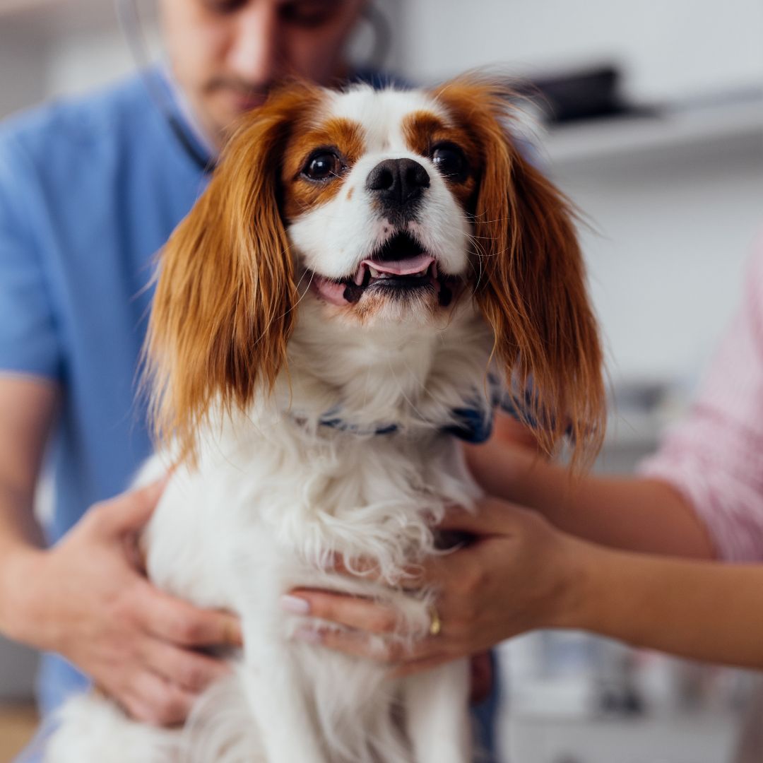 Veterinarian Examining Happy Dog