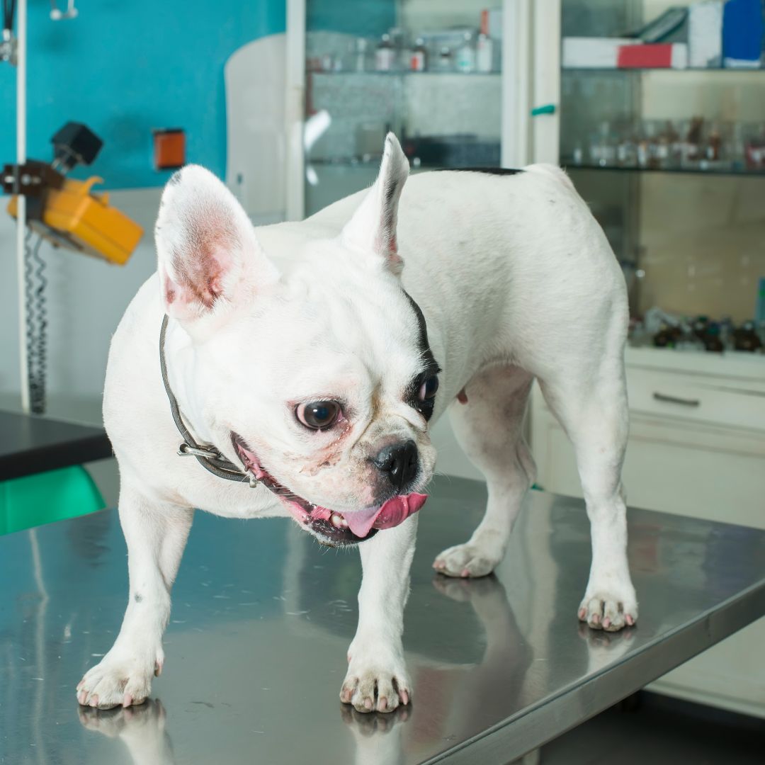 A white dog stands on a vet table