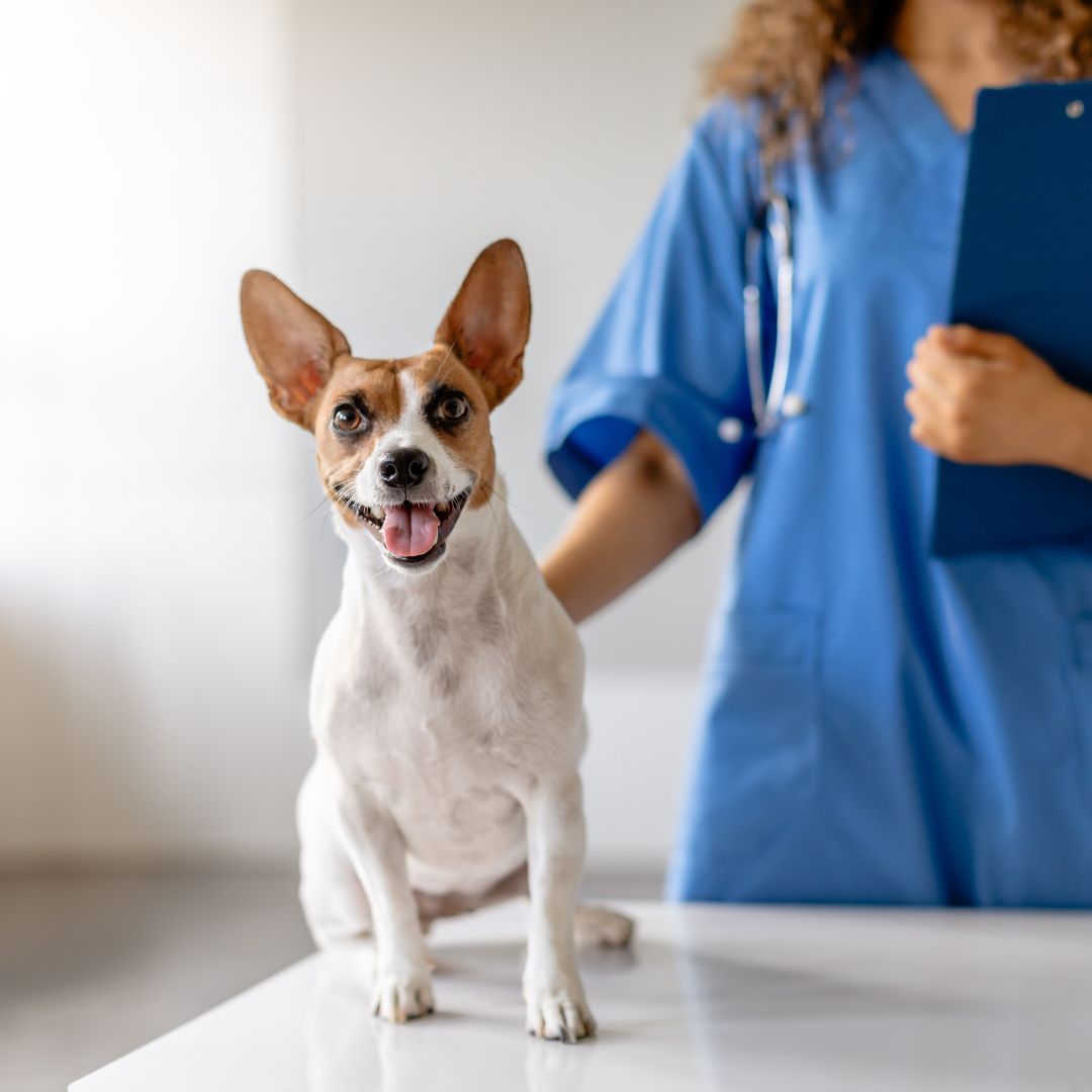 a vet stands next to a dog