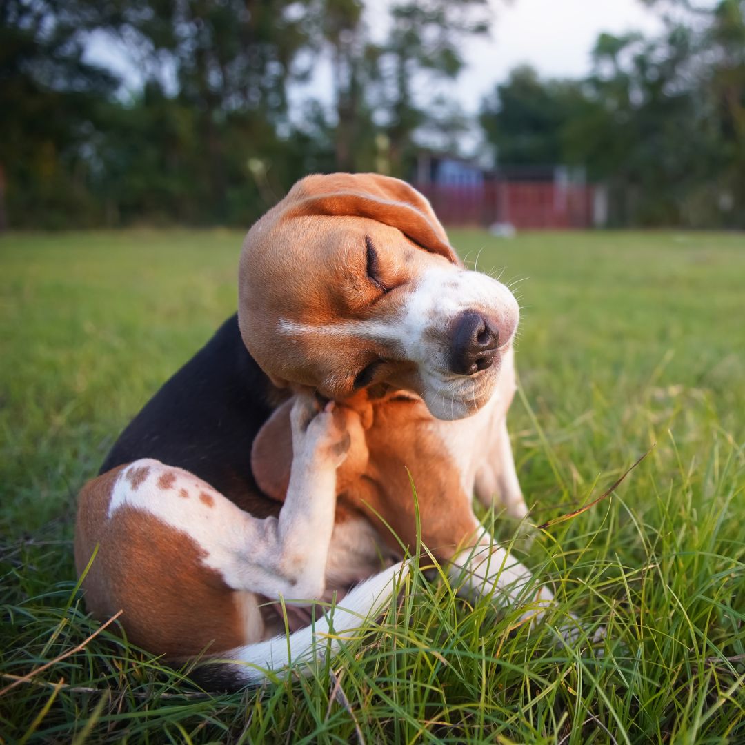 beagle dog scratching body