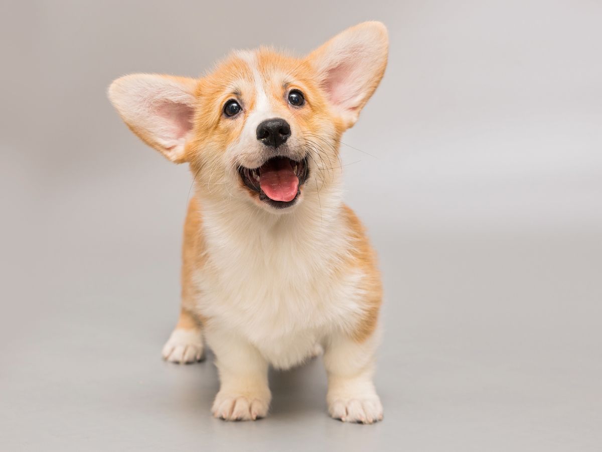A small dog with its mouth open
