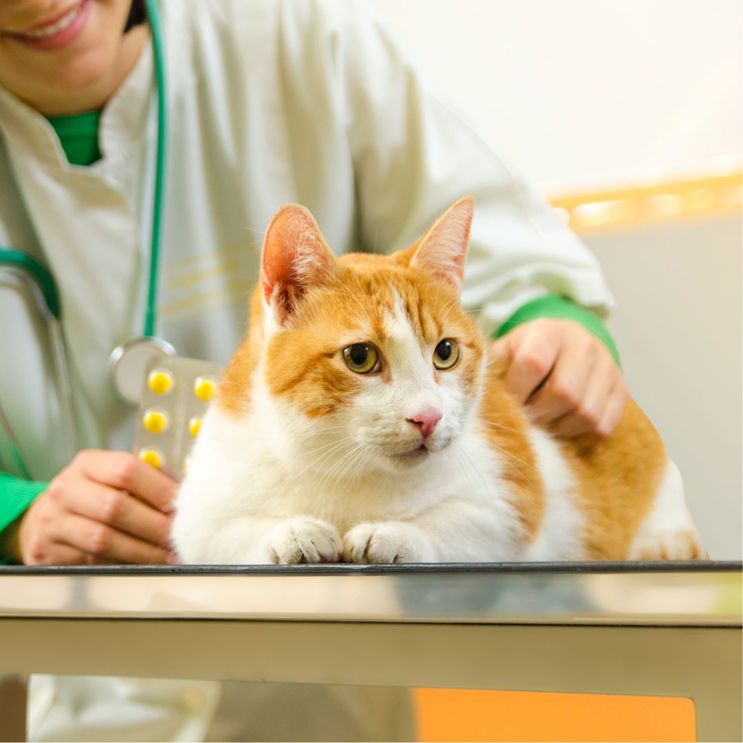 A woman in a white coat carefully examines a cat