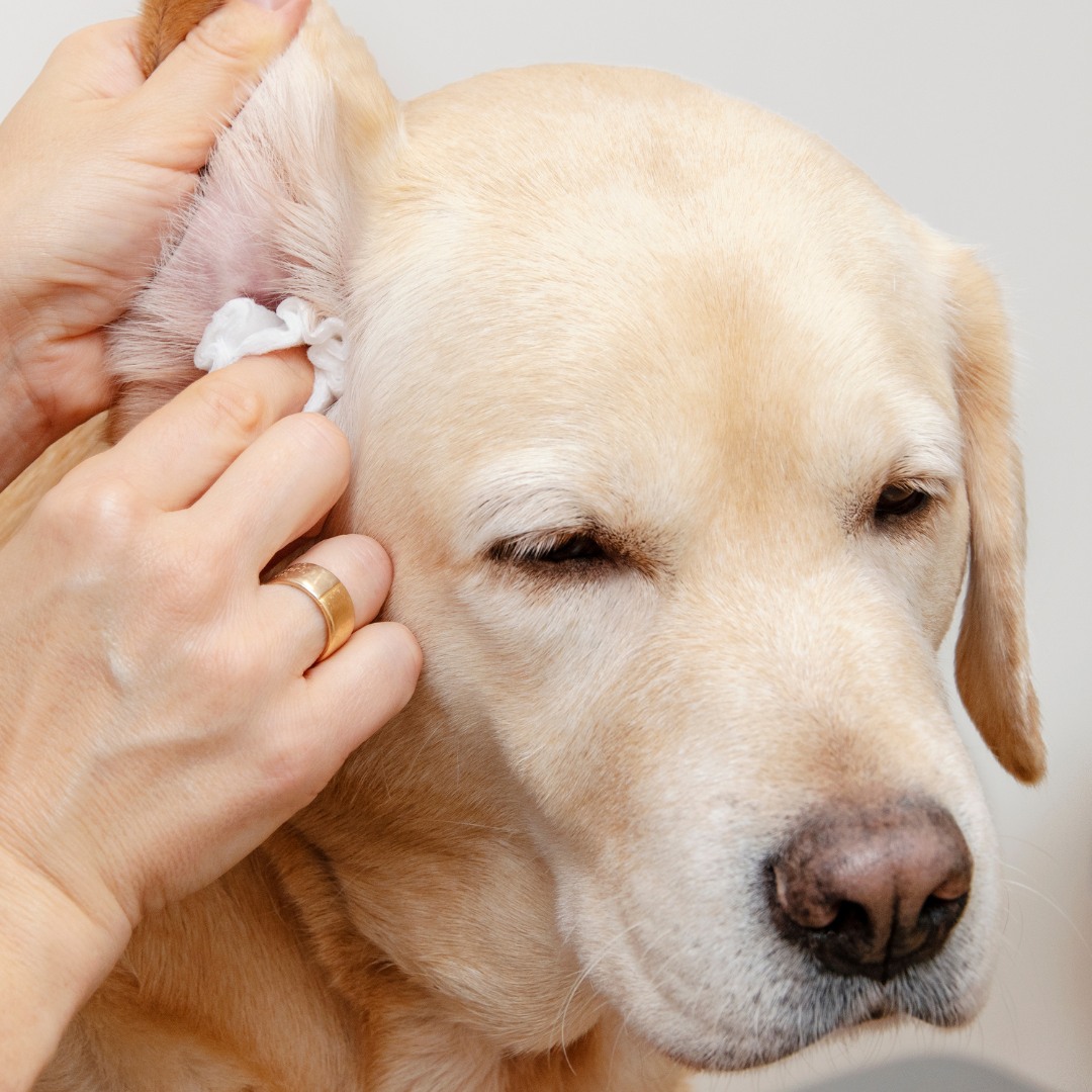 A vet is cleaning Labrador's ear