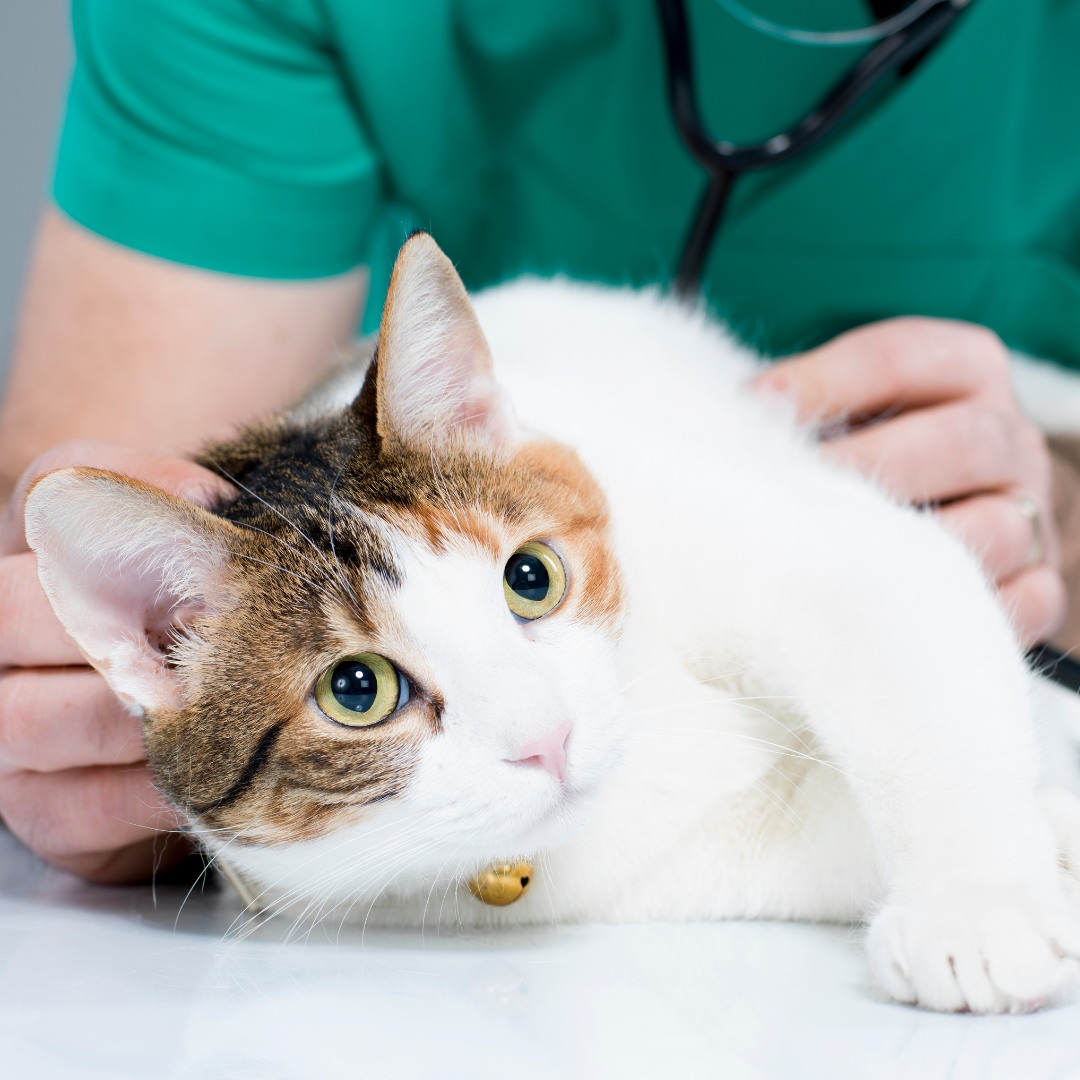 Cat Check-up at Vet Clinic