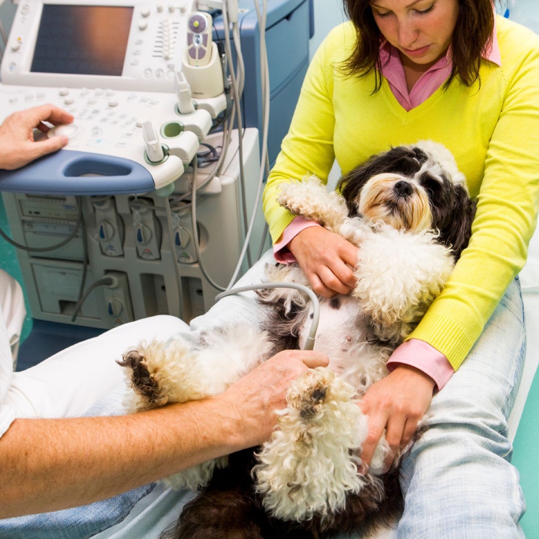 Fluffy dog receiving ultrasound at veterinary clinic